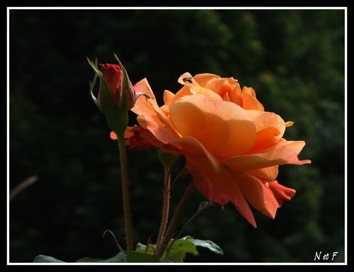 DSCF2931.JPG