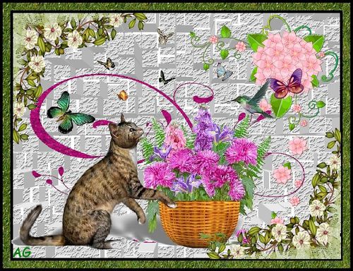 chat-papillons.jpg
