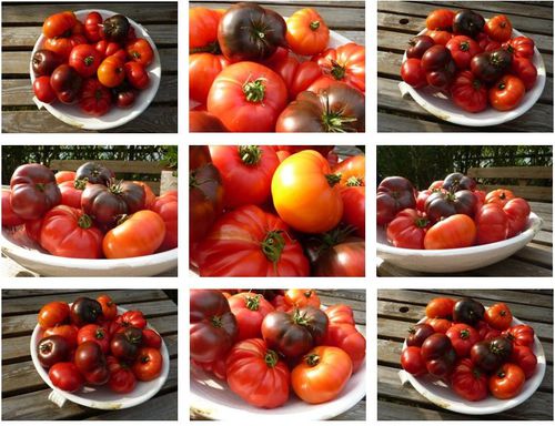 Capture tomates