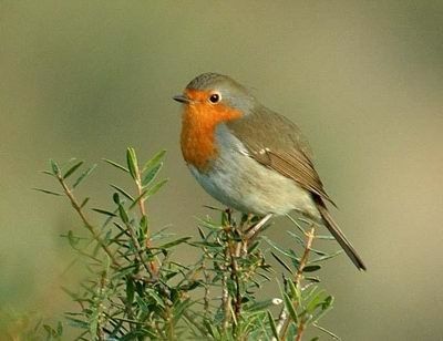 rouge gorge