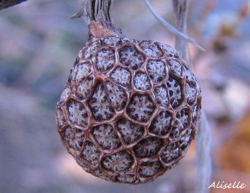Squelette-fruit-du-platane-2.jpg
