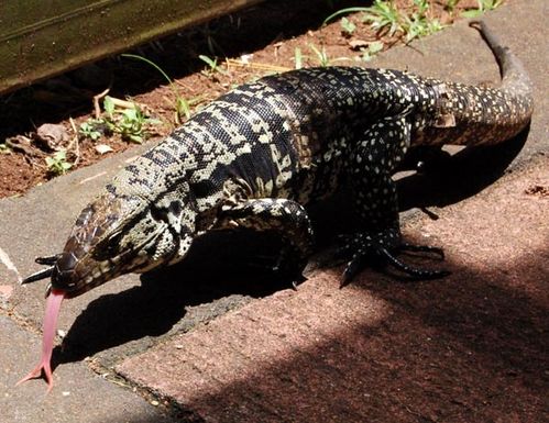 iguane.jpg