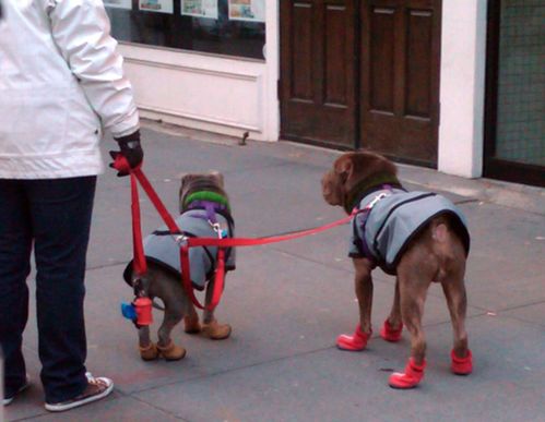 Chaussures chien