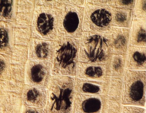 Mitose-microscope-scene-fascination-stephenie-meyer-twiligh.jpg