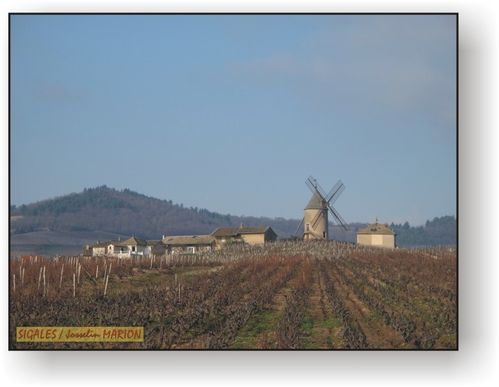 39H moulin a vent vignoble