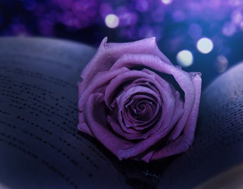 winter__s_rose_by_emerald_depths-d4mue1s.jpg