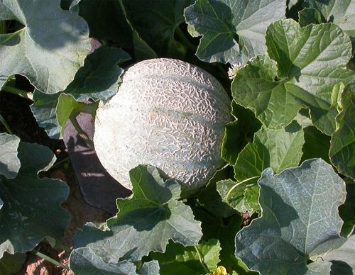 melon-charentais