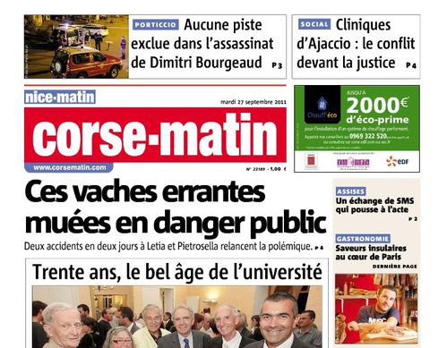 vaches corse-matin