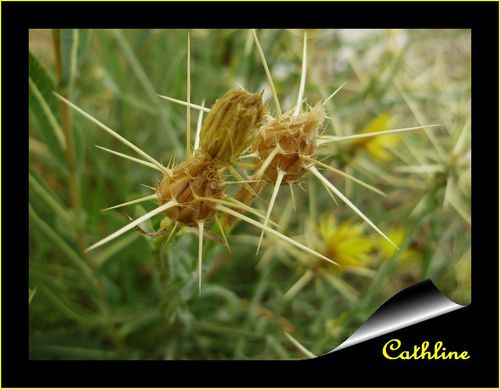 a-identifier--5-.JPG
