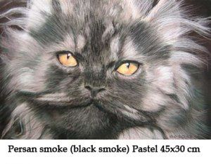 Persan-smoke.jpg