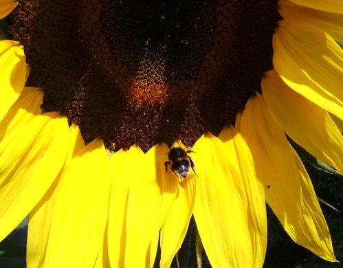 Tournesol-et-abeille.jpg