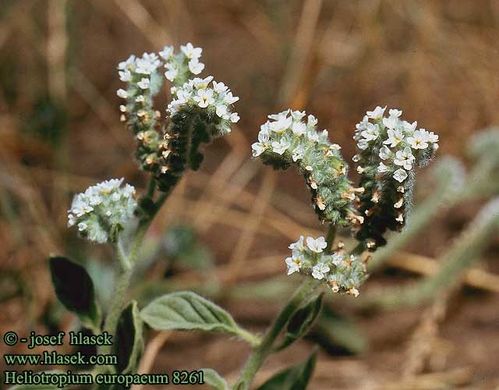 heliotropium_europaeum_8261.jpg