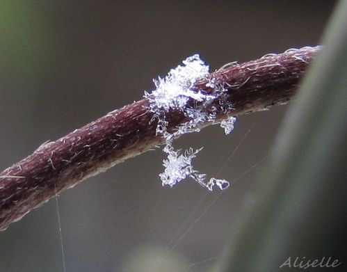 Cristaux de neige 5