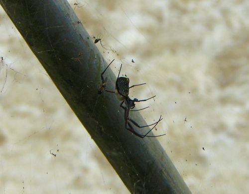 bouenza-barrage-araignée