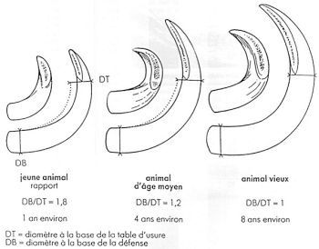Sanglier0022