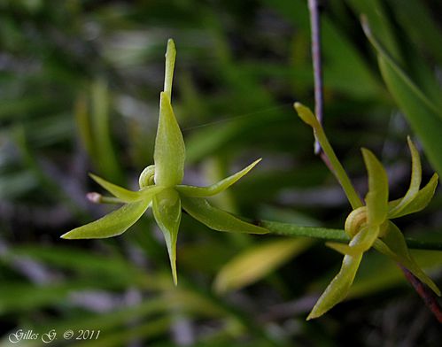 7 Réserve d'Anja - Angraecum calceolus 2