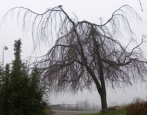 Tourterelle brume