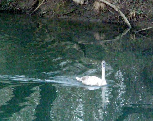 jeune-cygne-.jpg