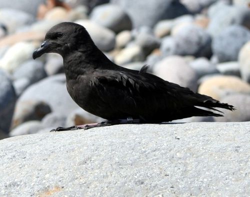 Petrel-noir-de-Bourbon---Damien-Fouillot-SEOR.jpg