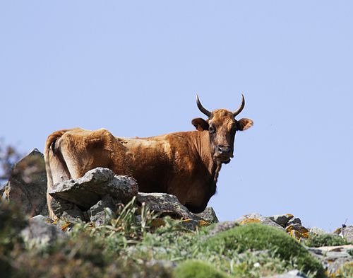 Corse---vache-1---col-de-Rogliano-2B---2013.05.03-ER-B1.JPG
