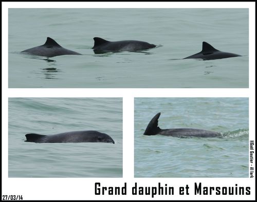 Grand dauphin et Marsouins