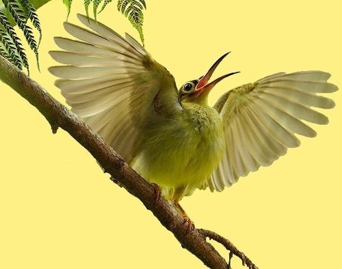 animal oiseau spiderhunter 00 art