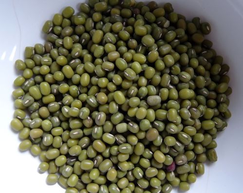 haricots mungo-soja vert