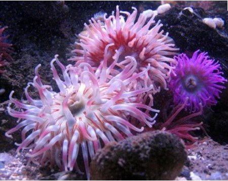 anemone-bijou.JPG