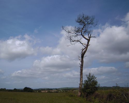 l'arbre nu et solitaire