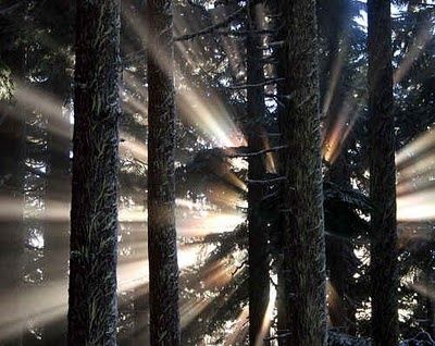 Luz entre arboles