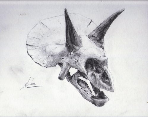 sketch crâne tricératops