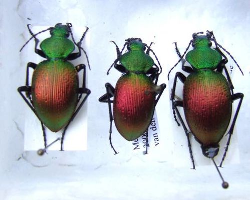 INSECTES-MAES.jpg