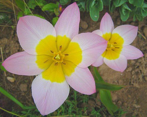 tulipa-bakeri-Lilac-Wonder-26-avr-10.jpg