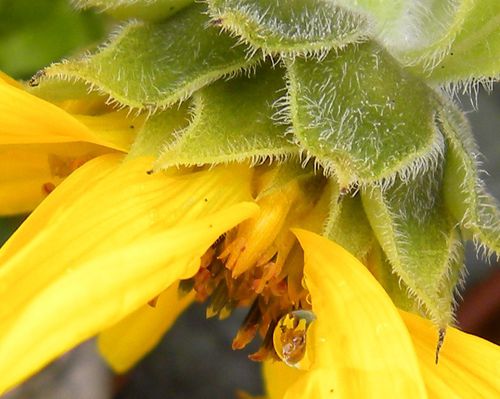 Tournesol goutte
