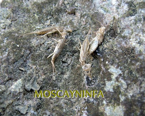 exuvia.jpg