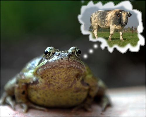 grenouille-printaniere.jpg