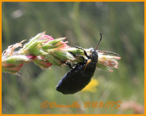 Macro Photographie Juin 2010 1