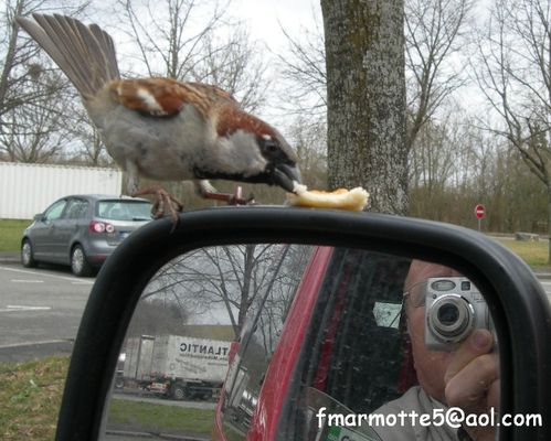 Pierre retro moineau