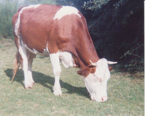 Je-suis-la-derniere-Vache-a-raymond-Garnier-juillet-1990-0.jpg