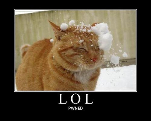 cat_pwnd.jpg