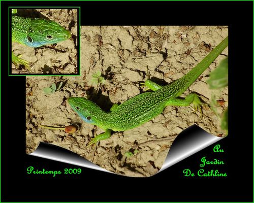 male-lezard-vert.jpg