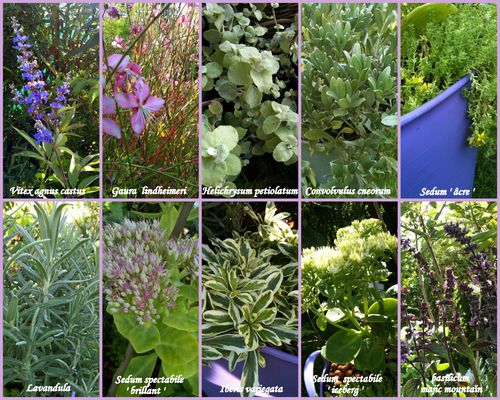 photos stand Lilas Verts4