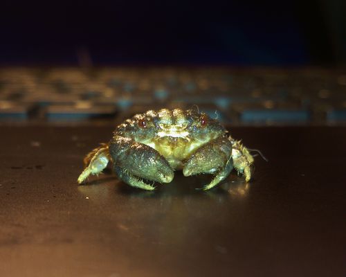 2013-12-12 Crabe attrapé