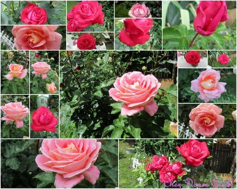 Photos Mes Roses 2