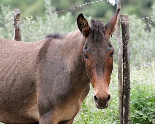 Mule-corse---vers-Morosaglia-2B---2013.05.05-ER-B1.JPG