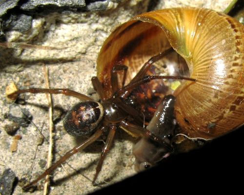 Steatoda-nobilis--8.5mm.jpg