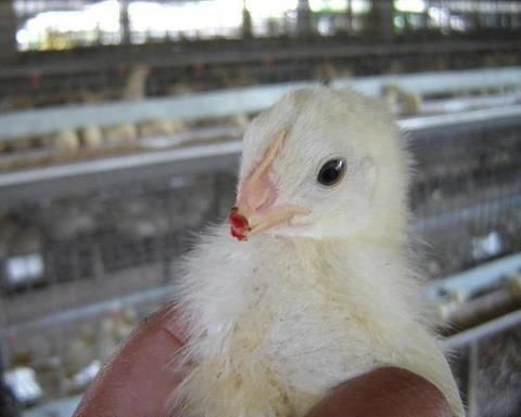 poussin-bec-coupe.jpg
