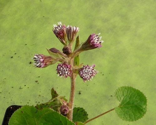 flora1