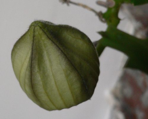 Bouton Stapelia pulvinata janvier 10 1