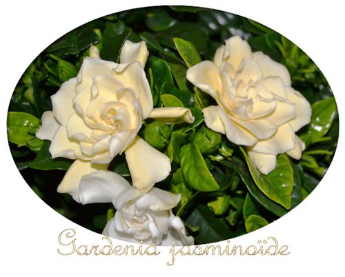 gardenia-jasminoides-2.JPG